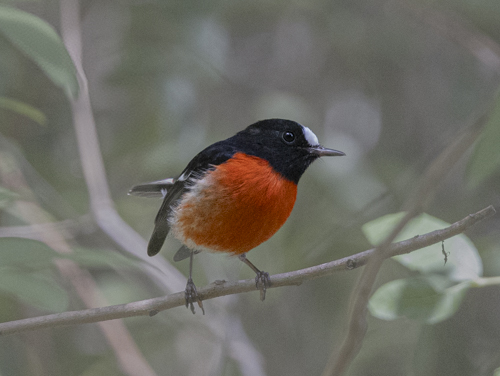 “Norfolk Island: Where Time Stands Still (And So Do the Tours)”**