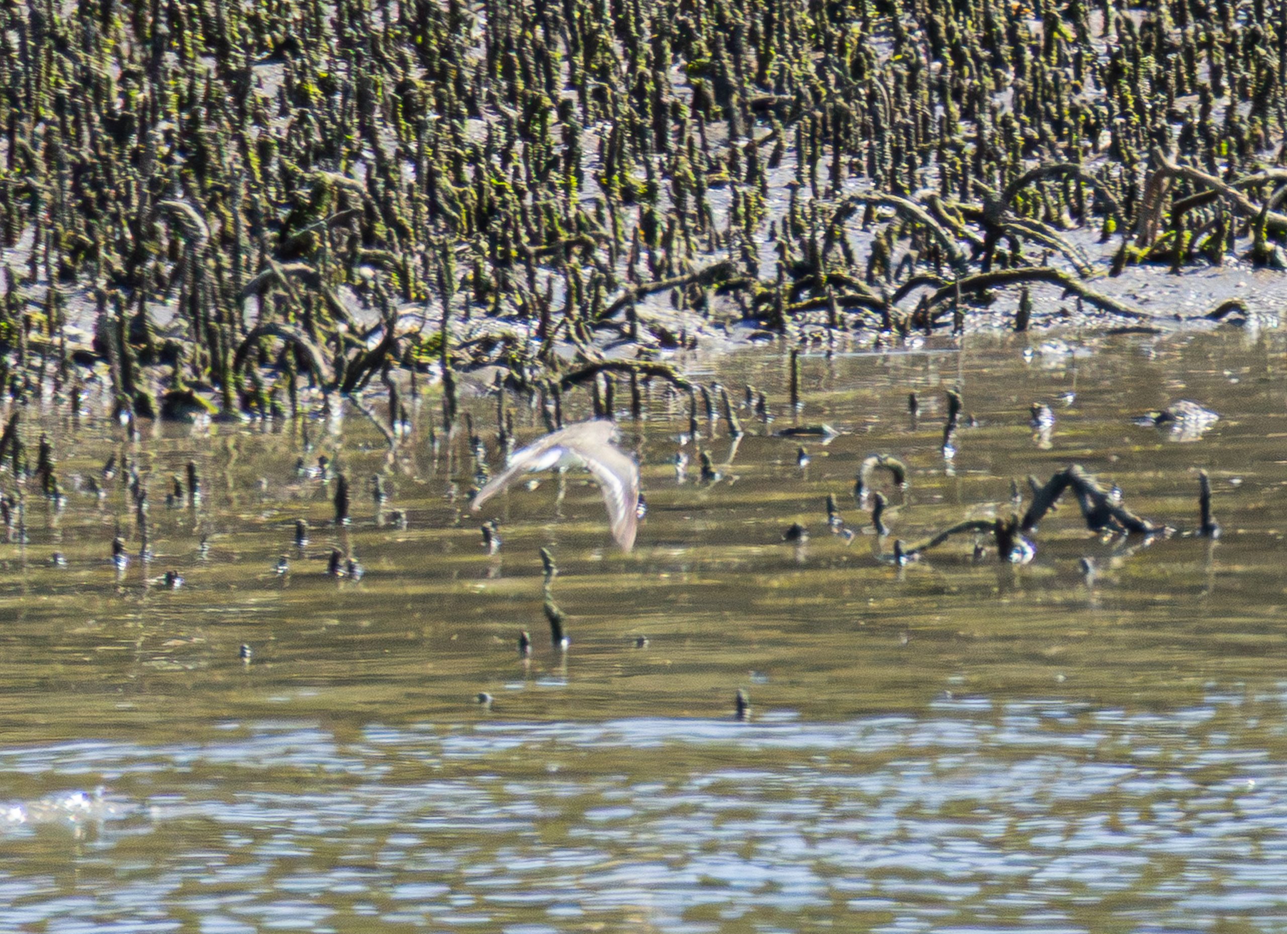 This is the disturbed Common Sandpiper flying away from the weir at Otara Creek