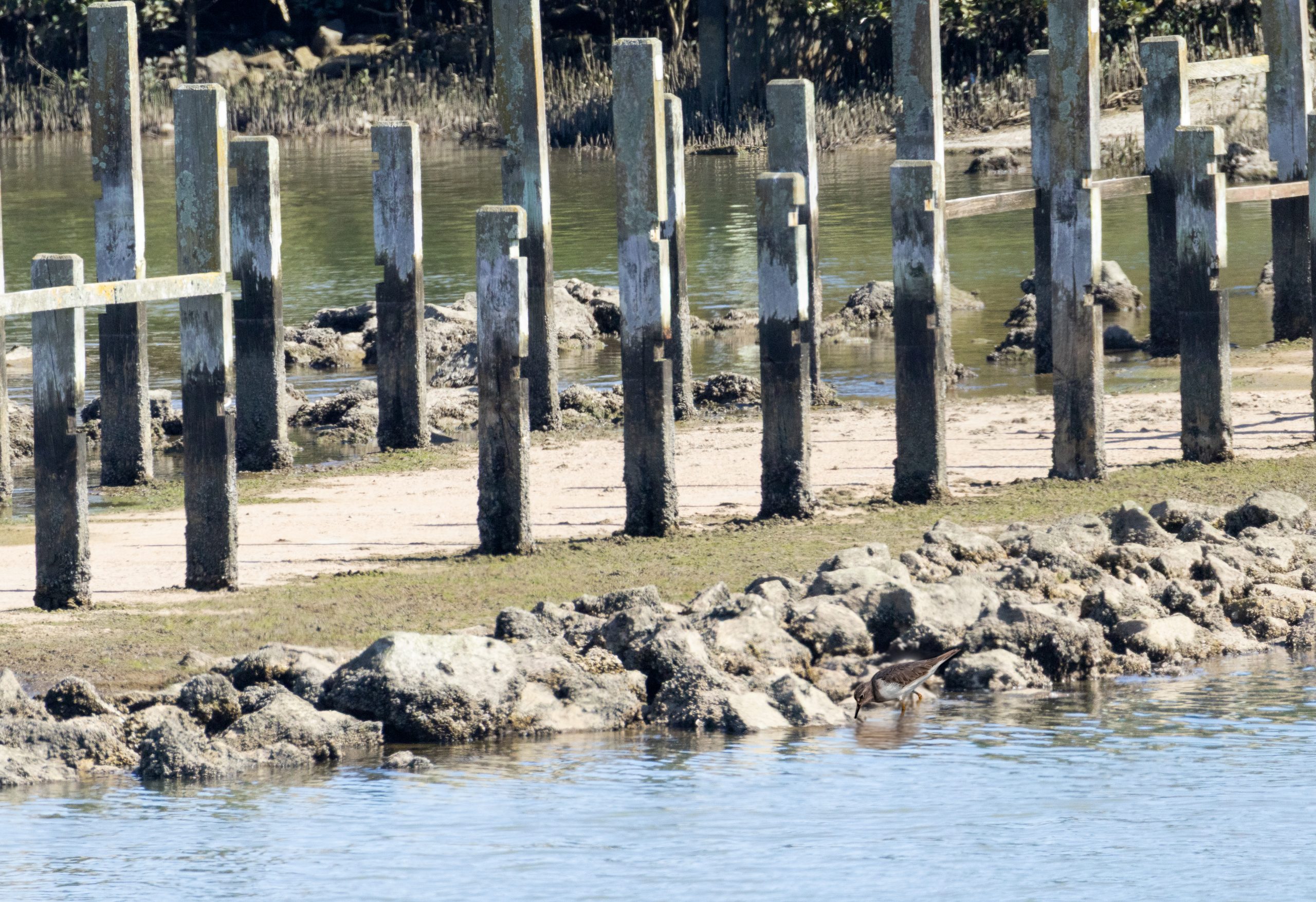 What Freedom Feels Like After Medicine : Finding a Sandpiper